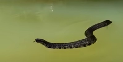 Clarksville snake
